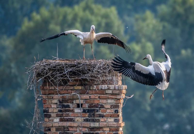 Professional Chimney Animal Removal Services in Sunny Isles Beach, Florida